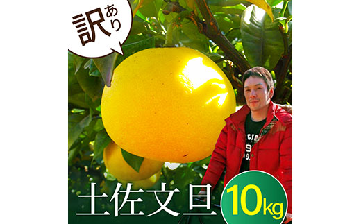 ＜期間限定寄附額見直し10000→9000　3月末まで＞訳あり 高知県産 土佐文旦10kg 傷・シミ ありの訳アリ品 家庭用 サイズおまかせ 産地直送 フルーツ 果物 在庫限り　故郷納税 令和5年2月上旬〜中旬