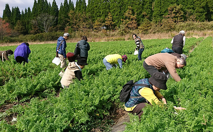 熊本県山都町のふるさと納税 山都でしかできない！旬のお野菜ワクワク収穫体験！【2名様】