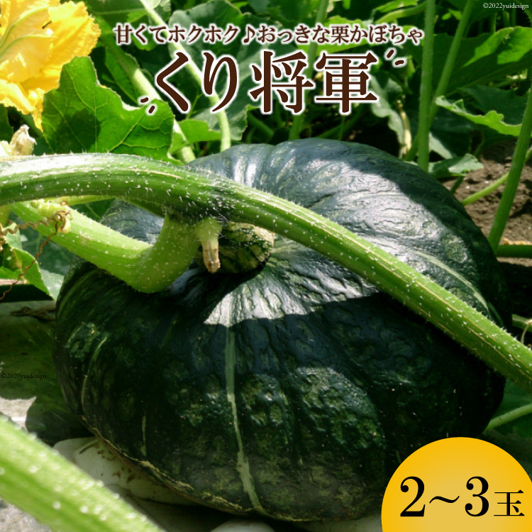 AE157ホクホク甘い! 長崎県産 くりかぼちゃ 「くり将軍」 約5kg(2〜3玉)