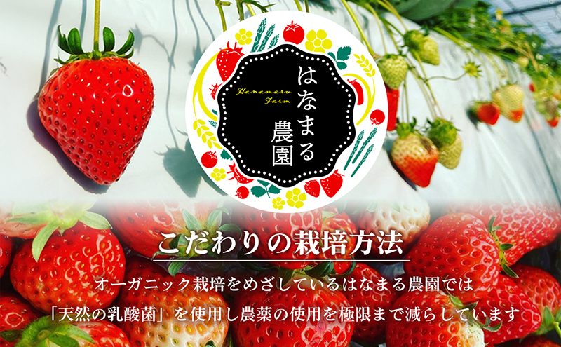 はなまる農園のこだわりいちご【さぬきひめ】1kg（香川県東かがわ市） | ふるさと納税サイト「ふるさとプレミアム」