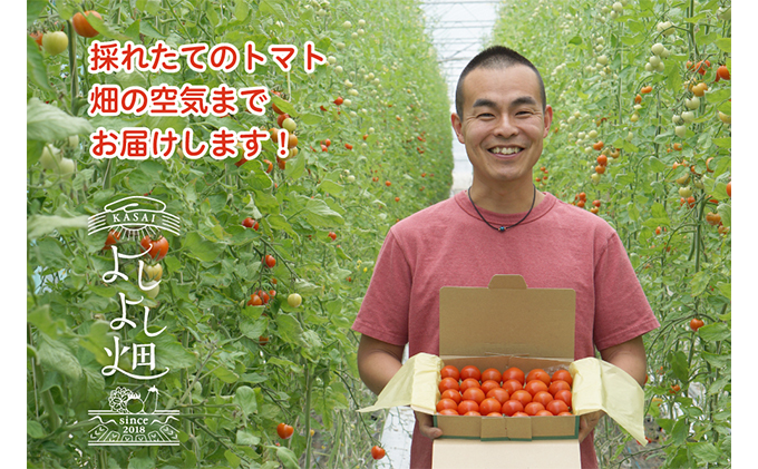 兵庫県加西市のふるさと納税 よしよし畑のあま～いトマト（中玉トマト）800g～1kg程度