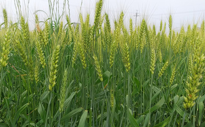 兵庫県福崎町のふるさと納税 ハイパワーもち麦フクミファイバー（精麦1kg入り2袋セット）