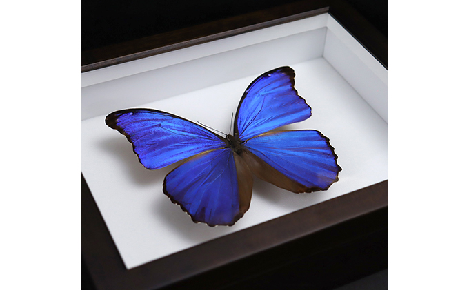 蝶 標本箱(ドイツ製) セット⑱ - 標本