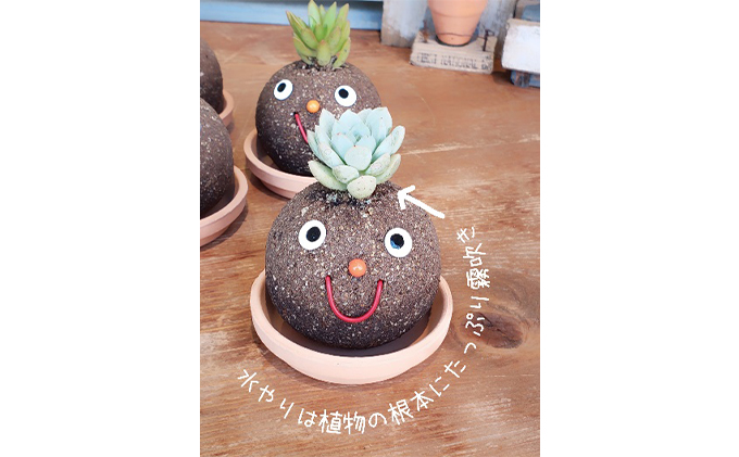 オリジナル多肉植物 つちだくん2個セット 愛知県愛西市 ふるさと納税サイト ふるさとプレミアム