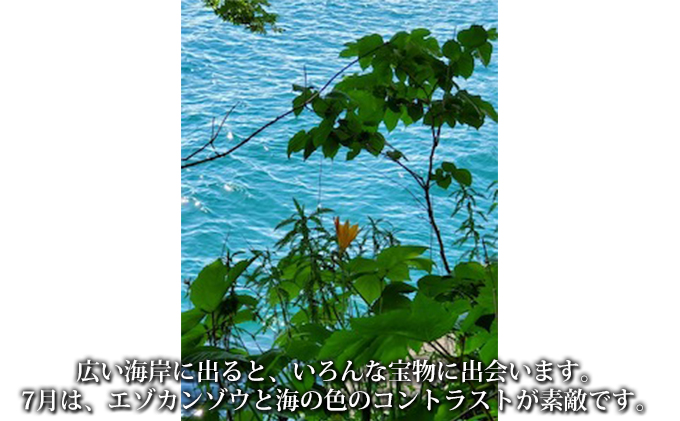 北海道伊達市　伊達おさんぽかふぇ「森と海さんぽ～ポロノットと有珠の海岸～」　セゾンのふるさと納税
