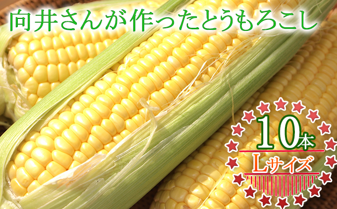 向井さんが作ったとうもろこし［Lサイズ10