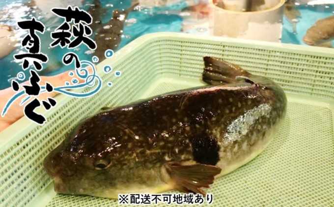 萩の真 ふぐ ミガキ 3本入り 配達不可 離島 山口県萩市 セゾンのふるさと納税