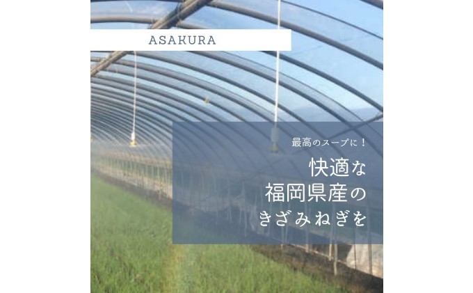 カット ねぎ 3kg（1kg×3袋）【配送不可エリア有り】 / 福岡県朝倉市 | セゾンのふるさと納税