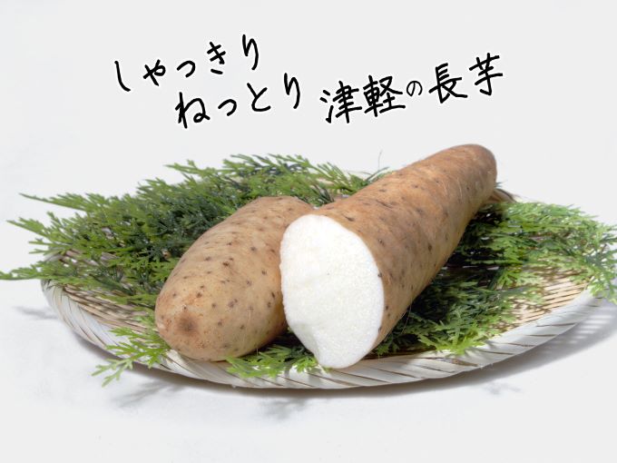 長谷川さんが作った長芋（約3kg）（青森県鰺ヶ沢町）　ふるさと納税サイト「ふるさとプレミアム」