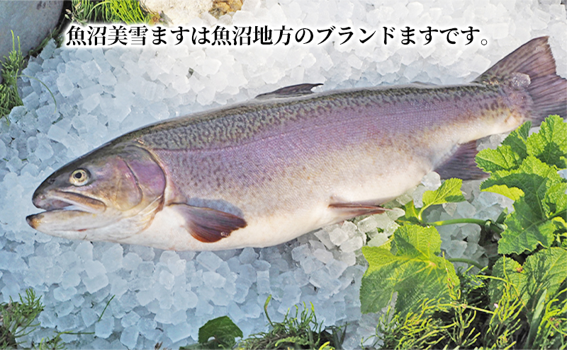 みさ様　予約分　魚沼 みさ様 予約分 魚沼