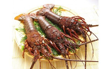 冷凍】活〆 伊勢海老（4尾～6尾 約1kg）／伊勢えび イセエビ 海老 特産