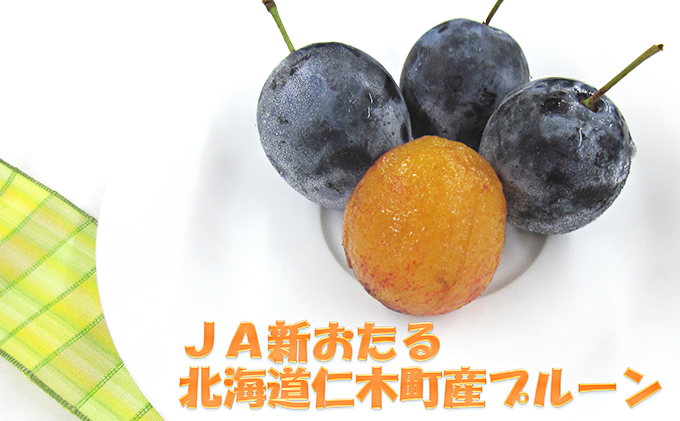 【先行受付／2023年9月から順次出荷】JA新おたるの季節のプルーン1.6kg（北海道仁木町産）