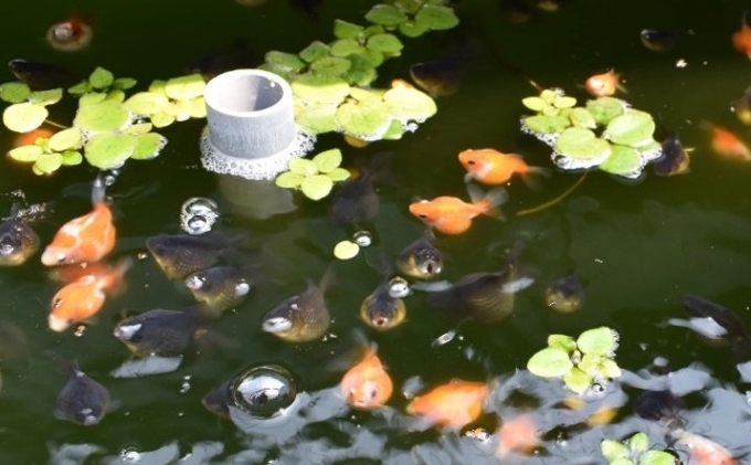 大人気 国産ピンポンパール 香川県東かがわ市 セゾンのふるさと納税
