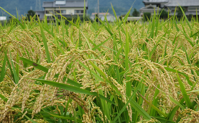 兵庫県福崎町のふるさと納税 八千種米5kg 玄米