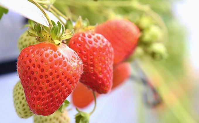 北海道足寄町のふるさと納税 6種のストロベリージェラート90ml×6（各1個）十勝あしょろの甘いイチゴ