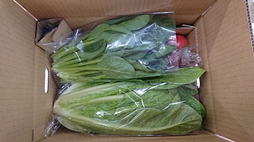 福岡県福津市のふるさと納税 穫れたて！野菜・果物詰め合わせ10品★あんずの里[G0042]