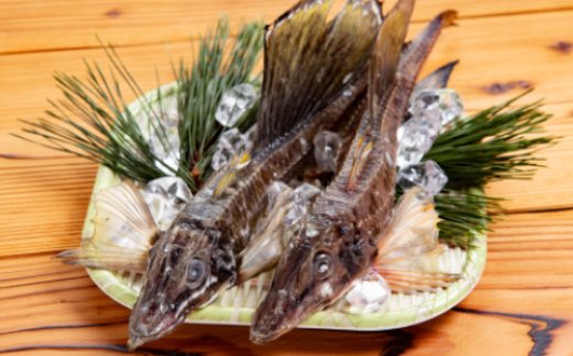 【北海道紋別市】12-186 オホーツク八角丸干し1kg