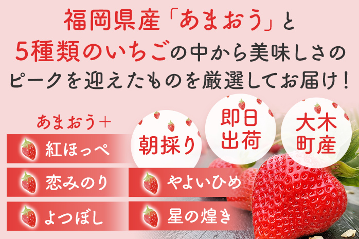 あまおうと旬のいちごの食べ比べセット 約270g×4パック　BO001|農事組合法人おおき農業塾ラ・フレーズ