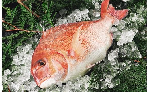 【愛媛県愛南町】愛媛県産養殖魚真鯛〜3枚卸済み〜