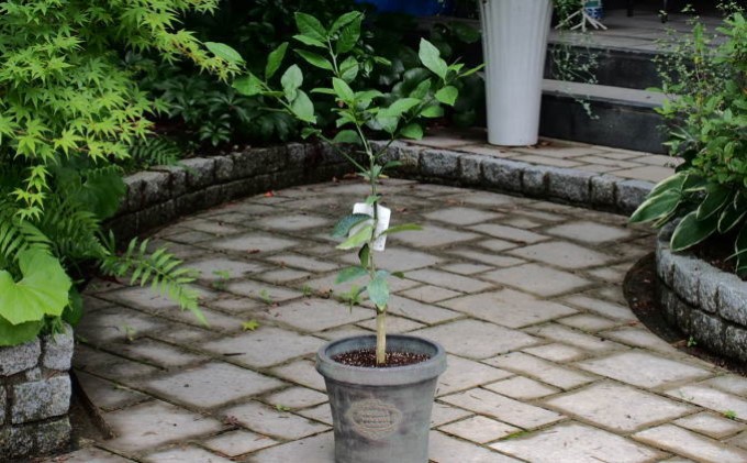 レモンの木鉢植え（アンティーク風鉢・27cm）※配送不可：北海道・沖縄・離島 / 福岡県朝倉市 | セゾンのふるさと納税