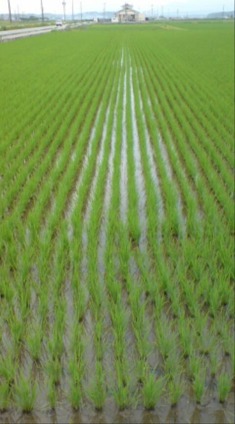 三重県多気町のふるさと納税 GF-01 有機肥料100％使用！門外不出のコシヒカリ10ｋｇ