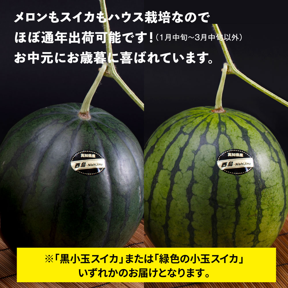 緊急支援　高知県産 最高級マスクメロン＆小玉スイカセット〈南国市共通返礼品〉　 【発送期間：4月～12月（9カ月）】【1月～3月は気候温度不安定の為出荷不可となります。】|(株)四国健商　芸西営業所