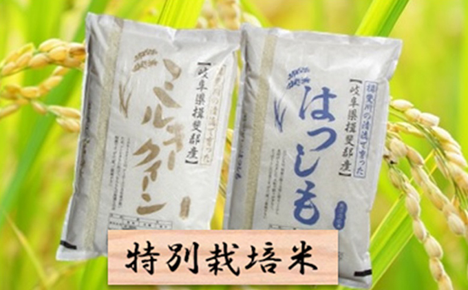 特別栽培米★白米10kg【ミルキークイーン・ハツシモ】