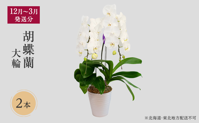 12月 3月発送分 胡蝶蘭大輪 2本 北海道 東北地方配送不可 京都府京田辺市 セゾンのふるさと納税