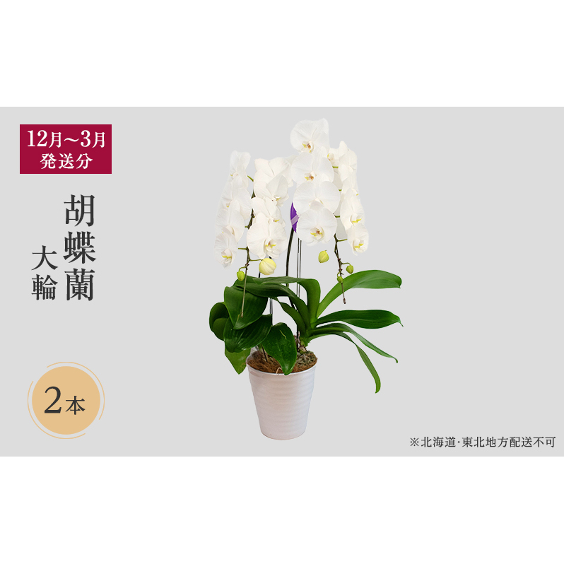 12月 3月発送分 胡蝶蘭大輪 2本 北海道 東北地方配送不可 京都府京田辺市 Jre Pointが 貯まる 使える Jre Mall