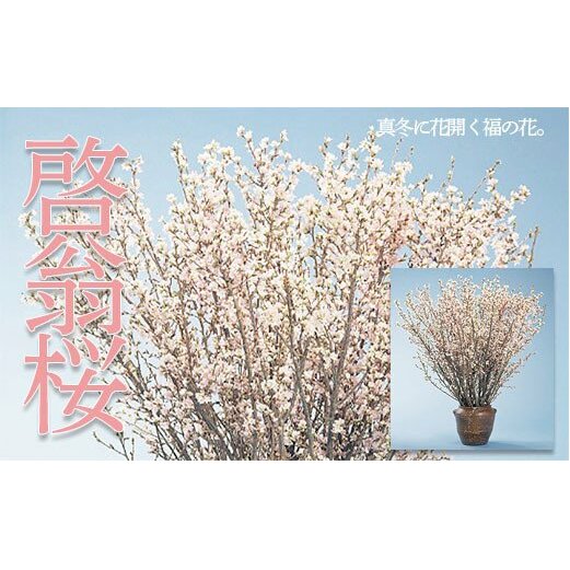 山形市産「啓翁桜」80cm(2〜3本入)×7袋 FY19-433