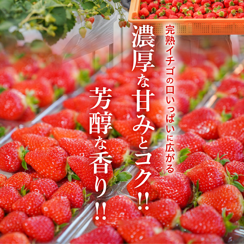 愛知県碧南市のふるさと納税 【12月以降順次発送】まるで赤いサファイア!!丹精込めた完熟いちご!! 約1350g　H130-011