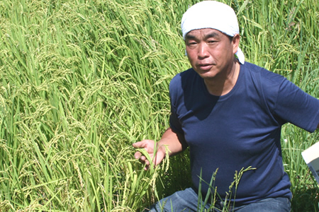 三重県多気町のふるさと納税 TC-0401　特別栽培米の新米ミルキークイーン10kg（1月発送分）