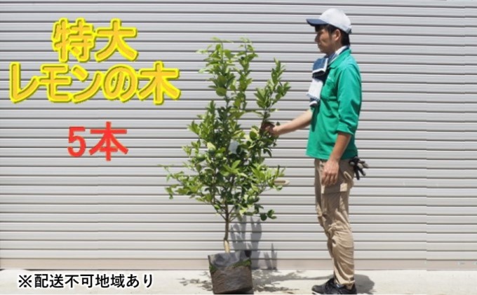 鉢植え レモンの木 特大サイズ 5本 配送不可 北海道 沖縄 離島