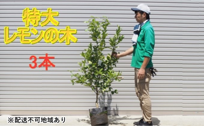 鉢植え レモンの木 特大サイズ 3本 配送不可 北海道 沖縄 離島