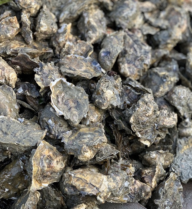 北海道厚岸町　生食用　ナイフ付（1個40～59g）　殻付き牡蠣（カキえもん）20個　厚岸産　セゾンのふるさと納税