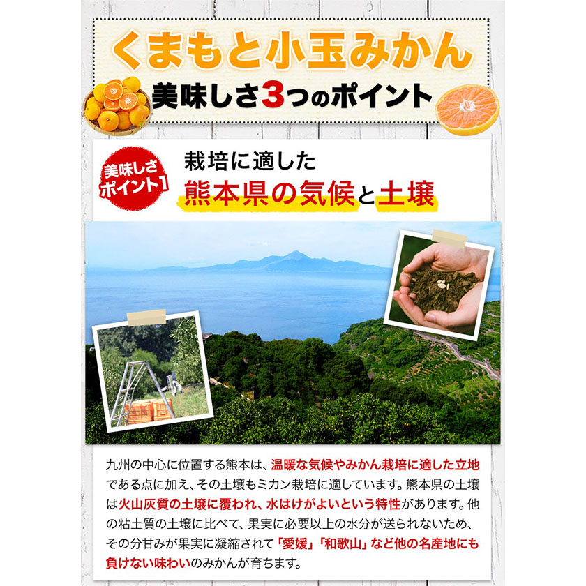 熊本県長洲町のふるさと納税 みかん 訳あり くまもと小玉みかん 10kg (10kg×1箱) 秋 旬 先行予約 ちょっと訳あり 不揃い 傷 ご家庭用 SDGs 小玉 たっぷり 熊本県 産 S-3Sサイズ フルーツ 旬 柑橘 長洲町 温州みかん《10月下旬-11月中旬頃出荷》