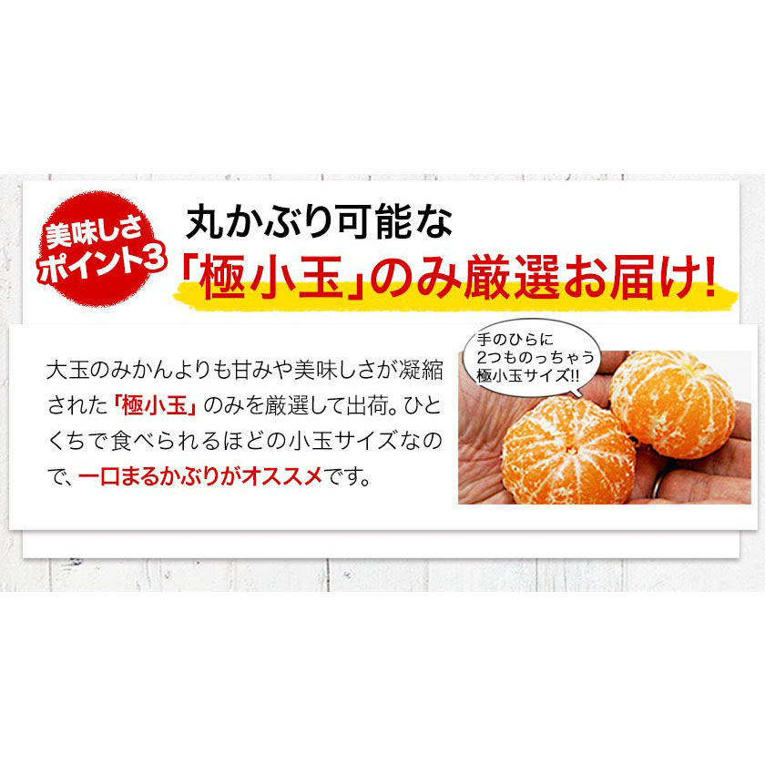 熊本県長洲町のふるさと納税 みかん 訳あり くまもと小玉みかん 10kg (10kg×1箱) 秋 旬 先行予約 ちょっと訳あり 不揃い 傷 ご家庭用 SDGs 小玉 たっぷり 熊本県 産 S-3Sサイズ フルーツ 旬 柑橘 長洲町 温州みかん《10月下旬-11月中旬頃出荷》