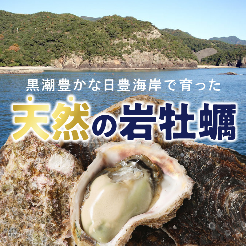 宮崎県延岡市のふるさと納税 延岡産天然岩牡蠣（生食用）3kg（大）（2025年4月から発送開始） N036-YZA527
