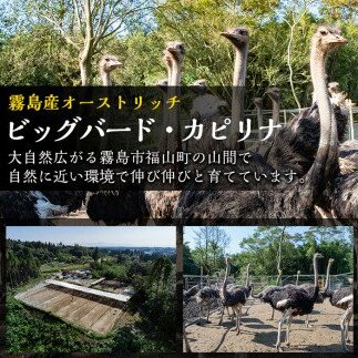 A3-002 国産！ダチョウのたまご(1個)鶏の卵の約30個分！プリン