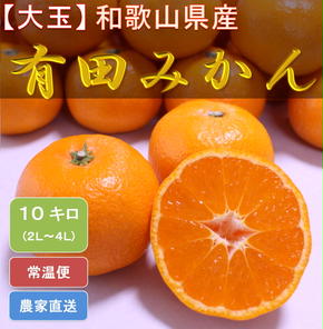 [大玉]和歌山県産 有田みかん10kg（2L～4Lサイズおまかせ）ひとつひとつ手選別で厳選！生産者から直送◇ ※2024年11月下旬頃より順次発送予定