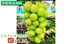 訳あり シャインマスカット 約1.2kg  鈴木果樹園 ぶどう 長野 マスカット ブドウ フルーツ 果物 シャイン【 果物類 】 長野県産 