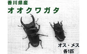 【予約受付】オオクワガタ オス・メス1ペア（各1匹・香川県産）※2026年8月以降発送 虫 昆虫 生き物 生物 子供 趣味 男の子 ペット 育成 観察 学習 