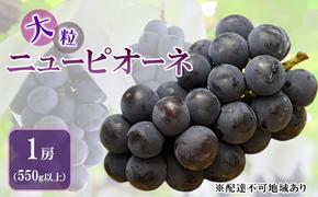 ぶどう 2025年 先行予約 ニュー ピオーネ 大粒 1房 550g以上 ブドウ 葡萄 岡山県 赤磐市産 国産 フルーツ 果物 ギフト 赤坂青空市 黒ブドウ 果物類 