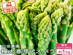 先行予約 岩木山高原 極太 アスパラガス 約1kg 2L以上 5月6月発送 アスパラ 野菜 旬の野菜 産地直送 季節の野菜 春野菜 青森 青森県 鰺ヶ沢町