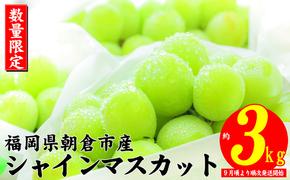 シャインマスカット 2025年発送 約3kg 大粒 フルーツ ブドウ 高級 ぶどう 葡萄 果物 くだもの 旬菜板屋 配送不可 離島 果物類 デザート 食後 種なし 皮ごと ジューシー 