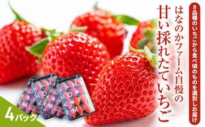 【予約販売】当園自慢の甘い採れたていちご4パック | 果物 フルーツ デザート 食後 おやつ 高糖度 香り高い 産地直送 ※離島への配送不可 ※2026年4月上旬～5月下旬頃に順次発送予定