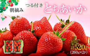 つる付き とちあいか 2パック箱（11下旬～12月中旬） いちご 果物 フルーツ 苺 イチゴ くだもの 朝取り 新鮮 美味しい 甘い