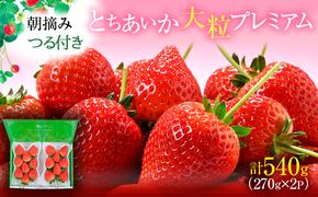 つる付きと ちあいか 大粒プレミアム 2パック （2月上旬～中旬発送）  いちご 果物 フルーツ 苺 イチゴ くだもの 朝取り 新鮮 美味しい 甘い