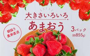 いちご あまおう サイズ いろいろ 3パック（約855g）朝倉限定 イチゴ 苺 果物 フルーツ 配送不可：離島 