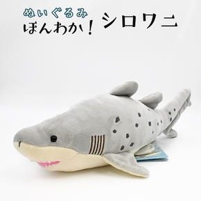 ぬいぐるみ シロワニ アクアワールド 大洗 オリジナル サメ グッズ 茨城 水族館 さめ 鮫 限定